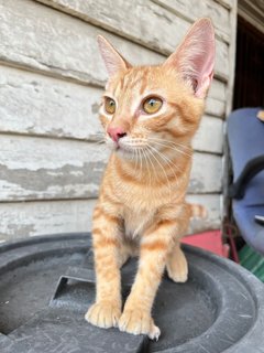 Pumpkin - Domestic Short Hair Cat