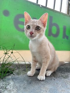 Creamsicle - Domestic Short Hair Cat