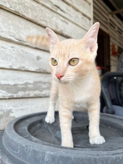 Creamsicle - Domestic Short Hair Cat