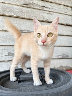 Creamsicle - Domestic Short Hair Cat