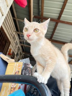 Creamsicle - Domestic Short Hair Cat