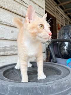 Creamsicle - Domestic Short Hair Cat