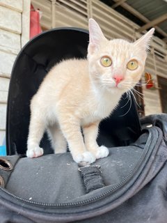 Creamsicle - Domestic Short Hair Cat