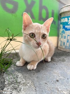 Creamsicle - Domestic Short Hair Cat