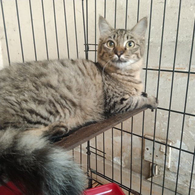 Tony - Maine Coon + Domestic Medium Hair Cat