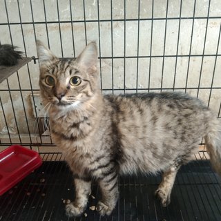 Tony - Maine Coon + Domestic Medium Hair Cat