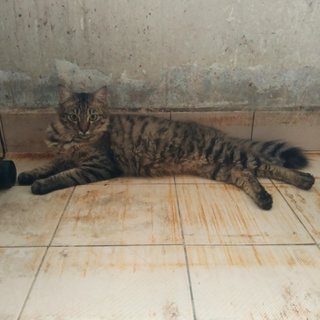 Tony - Maine Coon + Domestic Medium Hair Cat