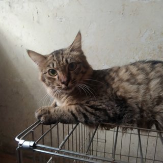 Tony - Maine Coon + Domestic Medium Hair Cat