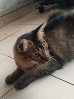 Charlie  - Maine Coon + Domestic Medium Hair Cat