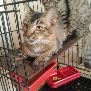 Charlie  - Maine Coon + Domestic Medium Hair Cat