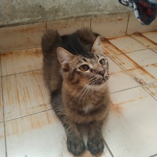 Charlie  - Maine Coon + Domestic Medium Hair Cat