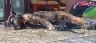 Hershey  - Tortoiseshell + Calico Cat