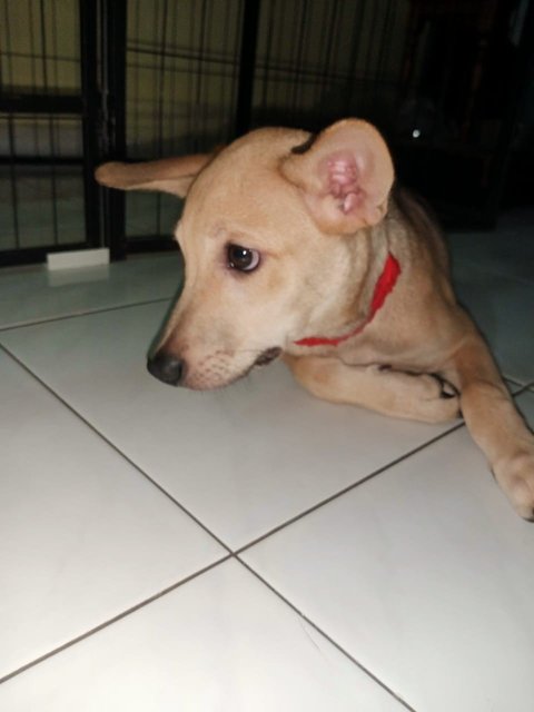 Parruu - Mixed Breed Dog