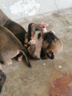 Puppy - Mixed Breed Dog