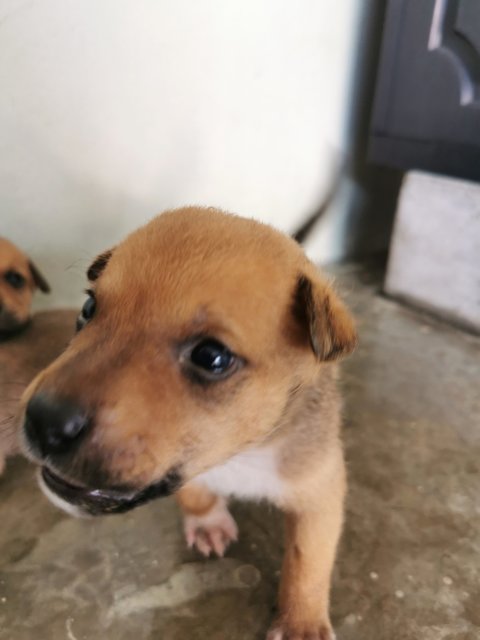 Puppy - Mixed Breed Dog