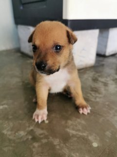 Puppy - Mixed Breed Dog