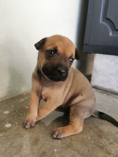 Puppy - Mixed Breed Dog