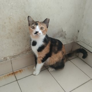 Sallie In Kota Damansara  - Domestic Short Hair Cat