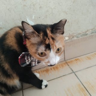 Sallie In Kota Damansara  - Domestic Short Hair Cat