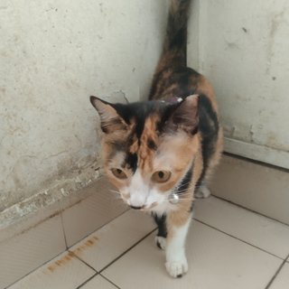 Sallie In Kota Damansara  - Domestic Short Hair Cat