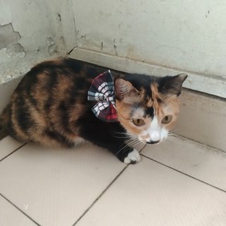 Sallie In Kota Damansara  - Domestic Short Hair Cat