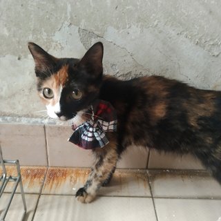 Spice - Domestic Short Hair Cat