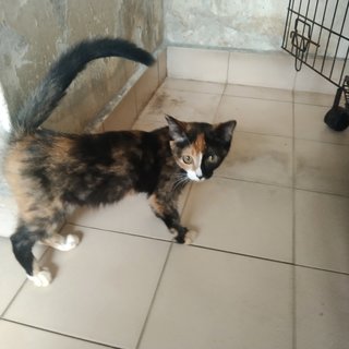 Spice - Domestic Short Hair Cat