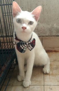 Ronaldo (Ro-ro) - Oriental Short Hair Cat