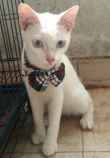 Ronaldo (Ro-ro) - Oriental Short Hair Cat