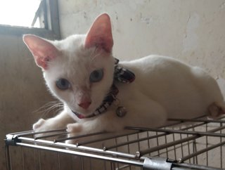 Ronaldo (Ro-ro) - Oriental Short Hair Cat