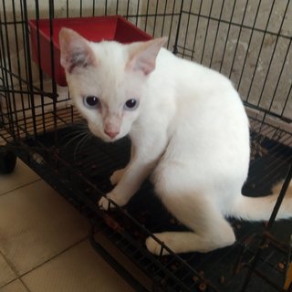 Ronaldo (Ro-ro) - Oriental Short Hair Cat