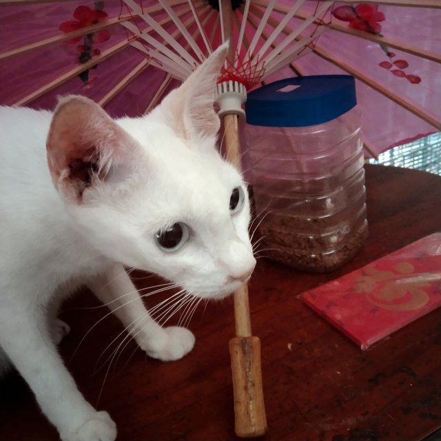 Ronaldo (Ro-ro) - Oriental Short Hair Cat