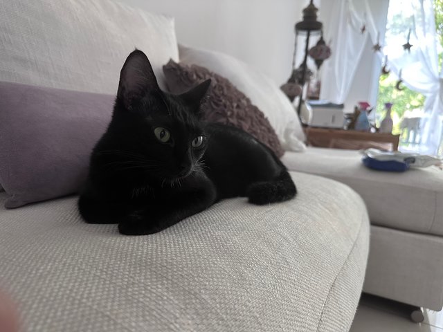 Luna - Domestic Short Hair Cat