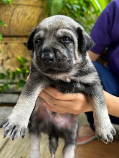 Datuk Puppy  - Mixed Breed Dog