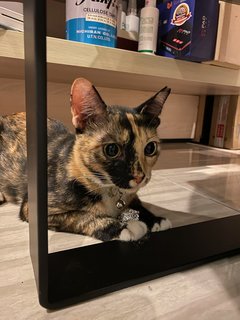 Beverly - Domestic Short Hair Cat