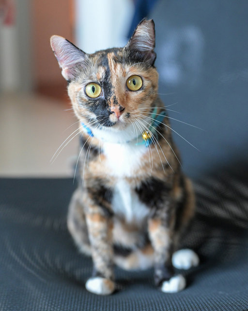 Beverly - Domestic Short Hair Cat