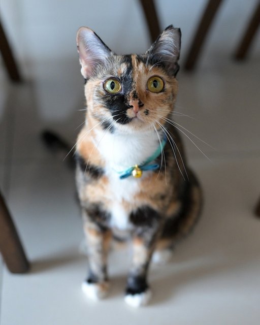 Beverly - Domestic Short Hair Cat