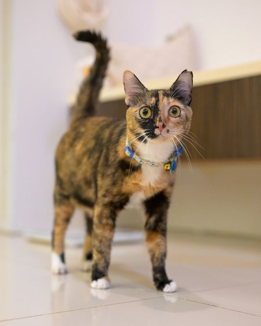 Beverly - Domestic Short Hair Cat