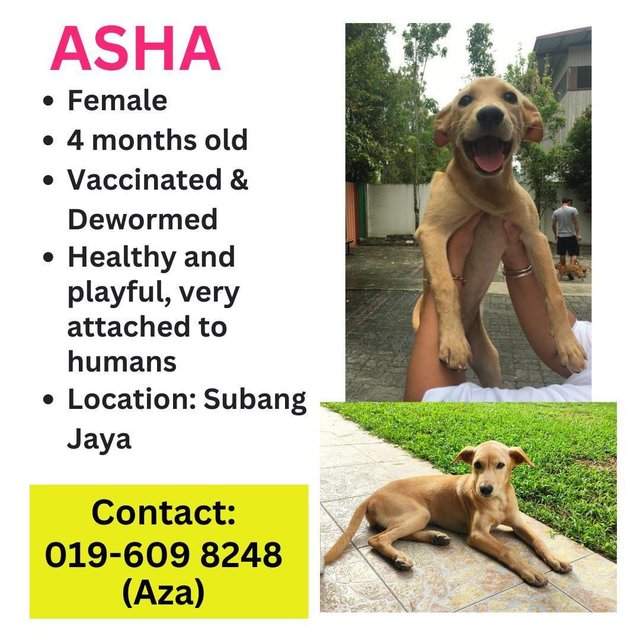 Asha - Mixed Breed Dog