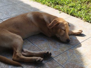 Asha - Mixed Breed Dog