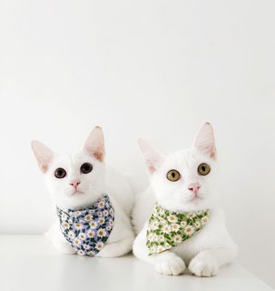 Anna And Elsa - Domestic Short Hair Cat