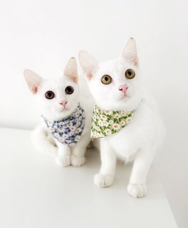 Anna And Elsa - Domestic Short Hair Cat