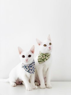 Anna And Elsa - Domestic Short Hair Cat