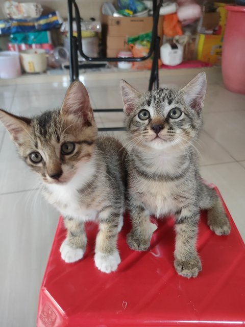 Little Kitten X2 - Domestic Short Hair Cat