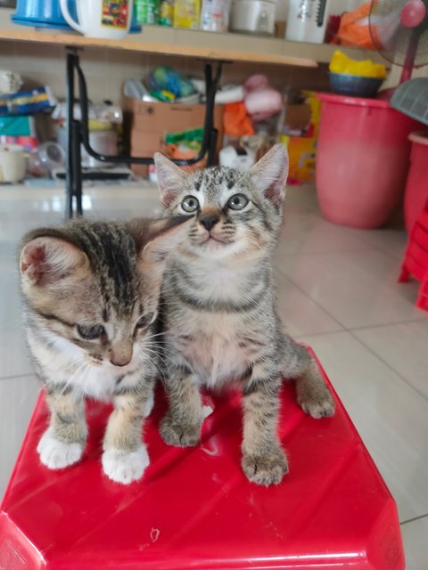 Little Kitten X2 - Domestic Short Hair Cat