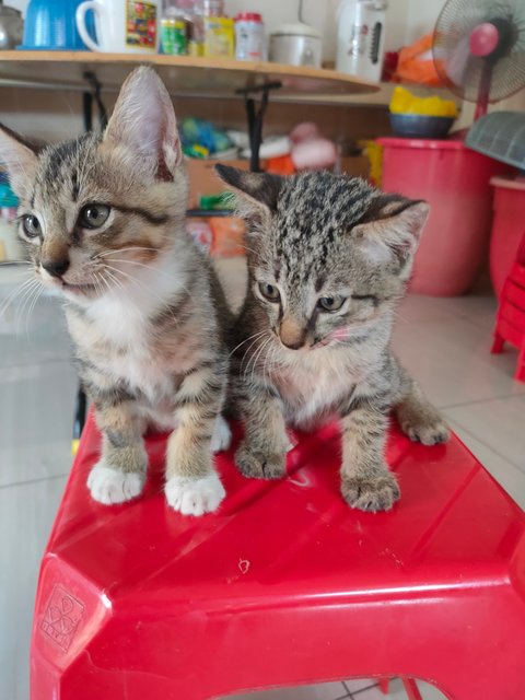 Little Kitten X2 - Domestic Short Hair Cat