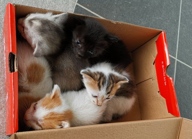 5 Little Kittens - Domestic Short Hair Cat