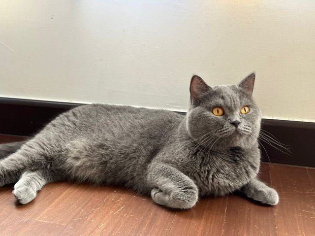 Elena - British Shorthair Cat