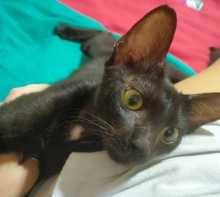 Cuddly Silas Needs Special Home - Domestic Short Hair Cat