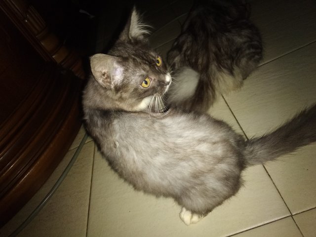 Batman &amp; Mochi  - Persian Cat